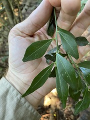 Citrus australis