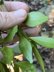 Citrus australis