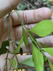 Citrus australis