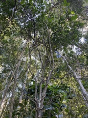 Citrus australis
