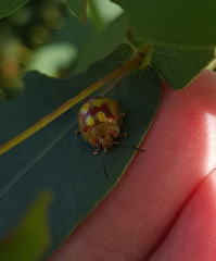 Paropsisterna gloriosa
