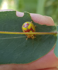 Paropsisterna gloriosa
