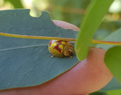 Paropsisterna gloriosa