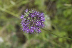 Allium tschimganicum