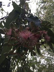 Corymbia ptychocarpa
