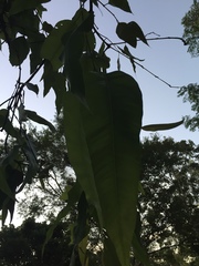 Corymbia ptychocarpa