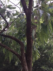 Corymbia ptychocarpa