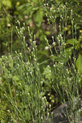 Petrorhagia alpina