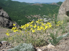 Helianthemum oelandicum orientale