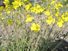 Helianthemum oelandicum orientale