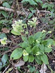 Primula elatior