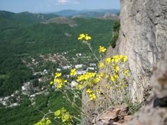 Helianthemum oelandicum orientale
