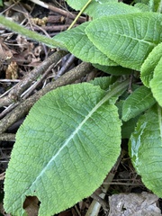 Primula elatior