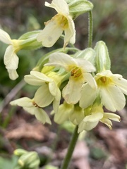 Primula elatior