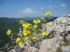 Helianthemum oelandicum orientale