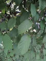 Combretum indicum