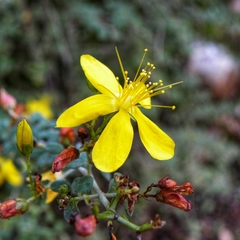 Hypericum thymifolium
