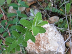 Hypericum thymifolium