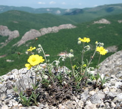 Helianthemum oelandicum orientale