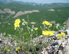 Helianthemum oelandicum orientale