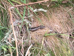 Oligosoma kokowai