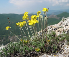 Helianthemum oelandicum orientale