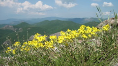 Helianthemum oelandicum orientale