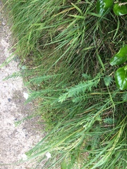 Linum monogynum monogynum