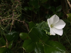 Linum monogynum monogynum