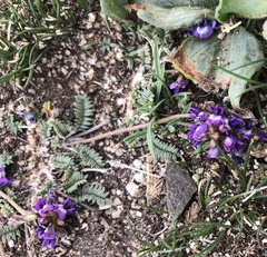 Astragalus filiformis