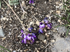 Astragalus filiformis