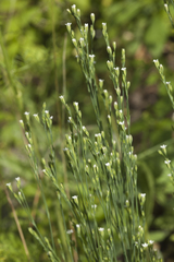 Petrorhagia alpina