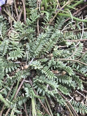 Astragalus filiformis