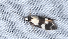 Cosmaresta archedora