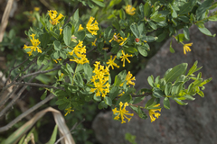Restella alberti