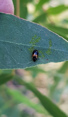 Monolepta minima