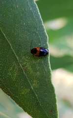Monolepta minima