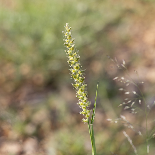 Indian sandbur (Cenchrus biflorus)