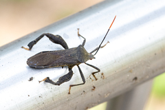 Pseudomictis distinctus