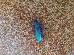 Coleoptera