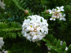 Pimelea gnidia