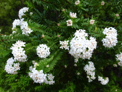 Pimelea gnidia