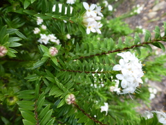 Pimelea gnidia