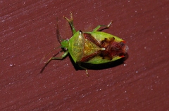 Elasmostethus nubilus