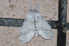 Calliteara lunulata