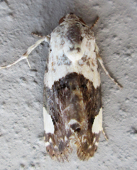 Acontia