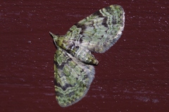 Chloroclystis neoconversa