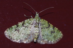 Chloroclystis neoconversa