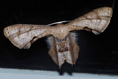 Phazaca kosemponicola