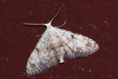 Araeopteron amoena